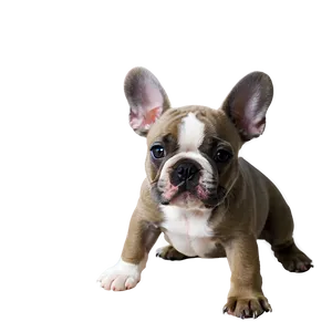 Grey French Bulldog PNG 06202024 PNG