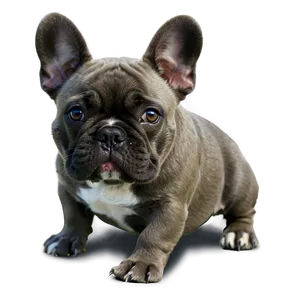 Grey French Bulldog Png Kce PNG image