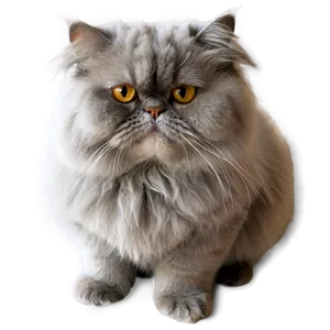 Grey Persian Cat Png 06252024 PNG image