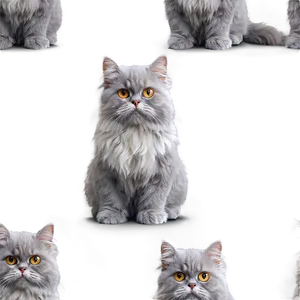 Grey Persian Cat PNG 56 PNG