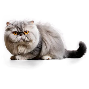 Grey Persian Cat PNG Aqb