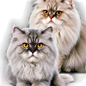 Grey Persian Cat PNG Pnr