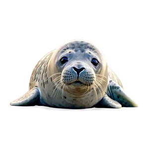 Grey Seal Png 11 PNG image