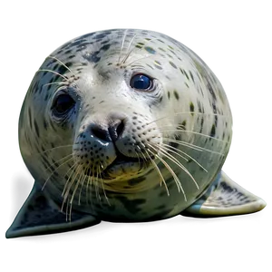 Grey Seal Png 35 PNG image