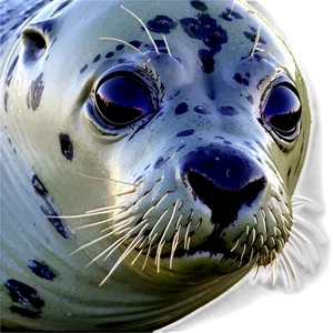 Grey Seal Png Ofp90 PNG image