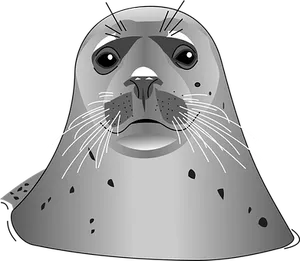Grey Seal Vector Illustration PNG image