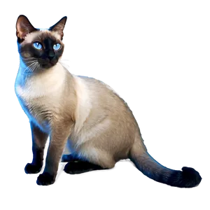 Grey Siamese Cat PNG 06252024