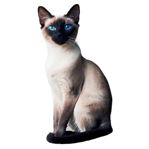 Grey Siamese Cat PNG 85