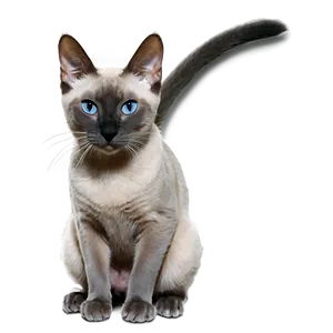 Grey Siamese Cat PNG Chw