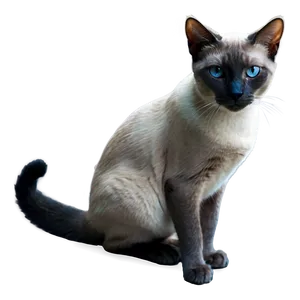 Grey Siamese Cat PNG Gqk10 PNG