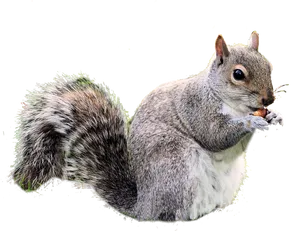 Grey Squirrel Eating Nut
