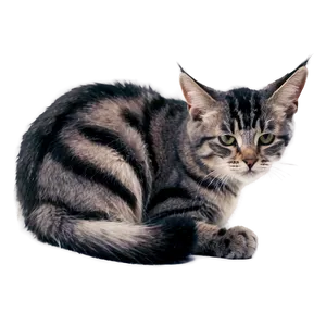 Grey Striped Cat PNG Lhh