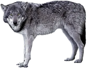 Grey Wolf Standing Black Background.jpg