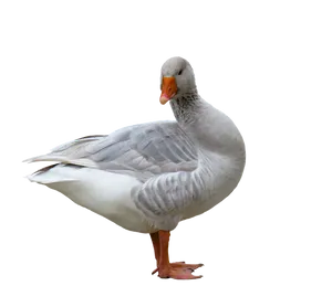 Greylag Goose Standing Side View