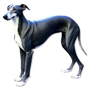 Grieving Greyhound Png 42 PNG image