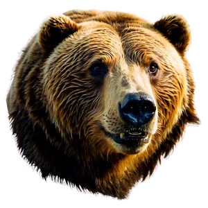 Grizzly Bear Face Clipart Png Qlx PNG image