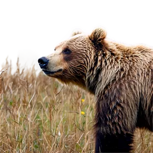 Grizzly Bear Image PNG 05032024