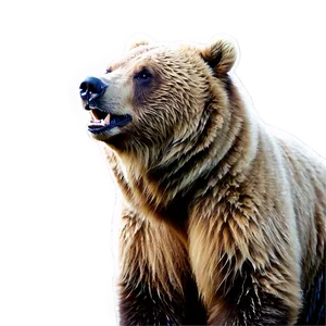 Grizzly Bear Image Png Jfe15 PNG image