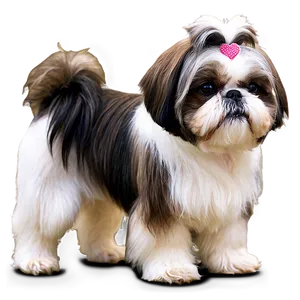 Groomed Shih Tzu Show Dog PNG 50 PNG