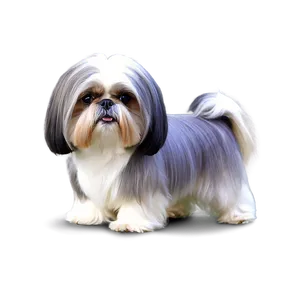 Groomed Shih Tzu Show Dog PNG Kml PNG