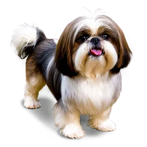 Groomed Shih Tzu Show Dog PNG Mnd41
