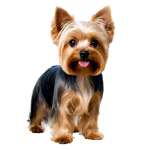 Groomed Yorkie PNG Iix