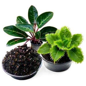 Ground Cover Plant PNG 88