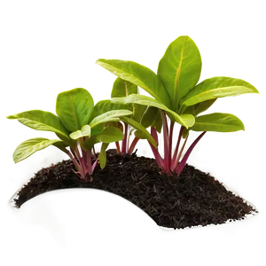Ground Cover Plant PNG Tjd