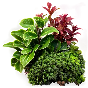 Ground Cover Plants Png Epv1 PNG image