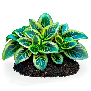 Ground Cover Plants Png Lfl PNG image