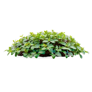 Ground Cover Plants Png Tmc36 PNG image