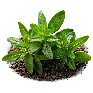 Ground Herb PNG Fvh PNG