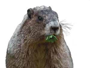 Groundhog Eating Green Leaves PNG image