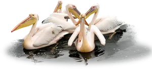 Groupof Pelicanson Water.jpg PNG