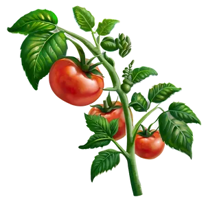 Growing Tomato Plant Png 40 PNG image