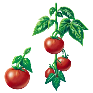 Growing Tomato Plant Png Ogj PNG image