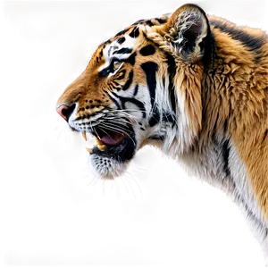 Growling Tiger Portrait PNG Jub