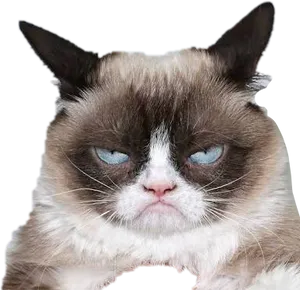 Grumpy Cat Expression.png PNG image