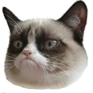 Grumpy Cat Head Transparent Background.png PNG image