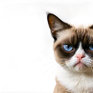 Grumpy Cat Meme PNG 05212024