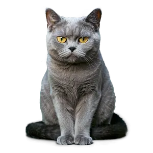 Grumpy Grey Cat PNG Xta