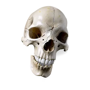 Grunge Animal Skull PNG 06282024