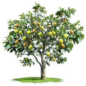 Guava Tree Png 9 PNG image