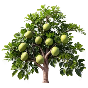 Guava Tree Png 97 PNG image