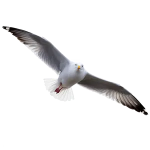Gull Gliding In Sky PNG 06122024 PNG