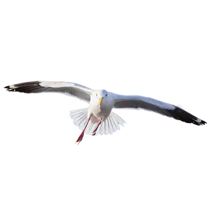 Gull Gliding In Sky PNG 82 PNG