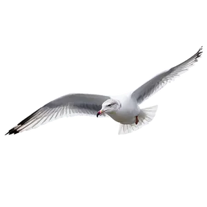 Gull Gliding In Sky PNG Jpu PNG
