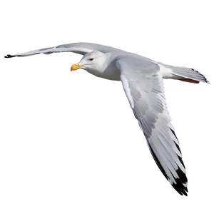 Gull Gliding In Sky PNG Lun PNG