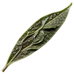 Gunpowder Tea Leaf PNG 06262024