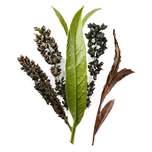 Gunpowder Tea Leaf PNG 71